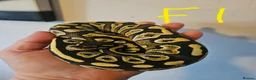 Python Snake reptiles for sale: CB25 Royal python hatchlings - Advert 8