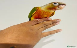 Conures birds for sale: Hand reared conures for sale - Image 10