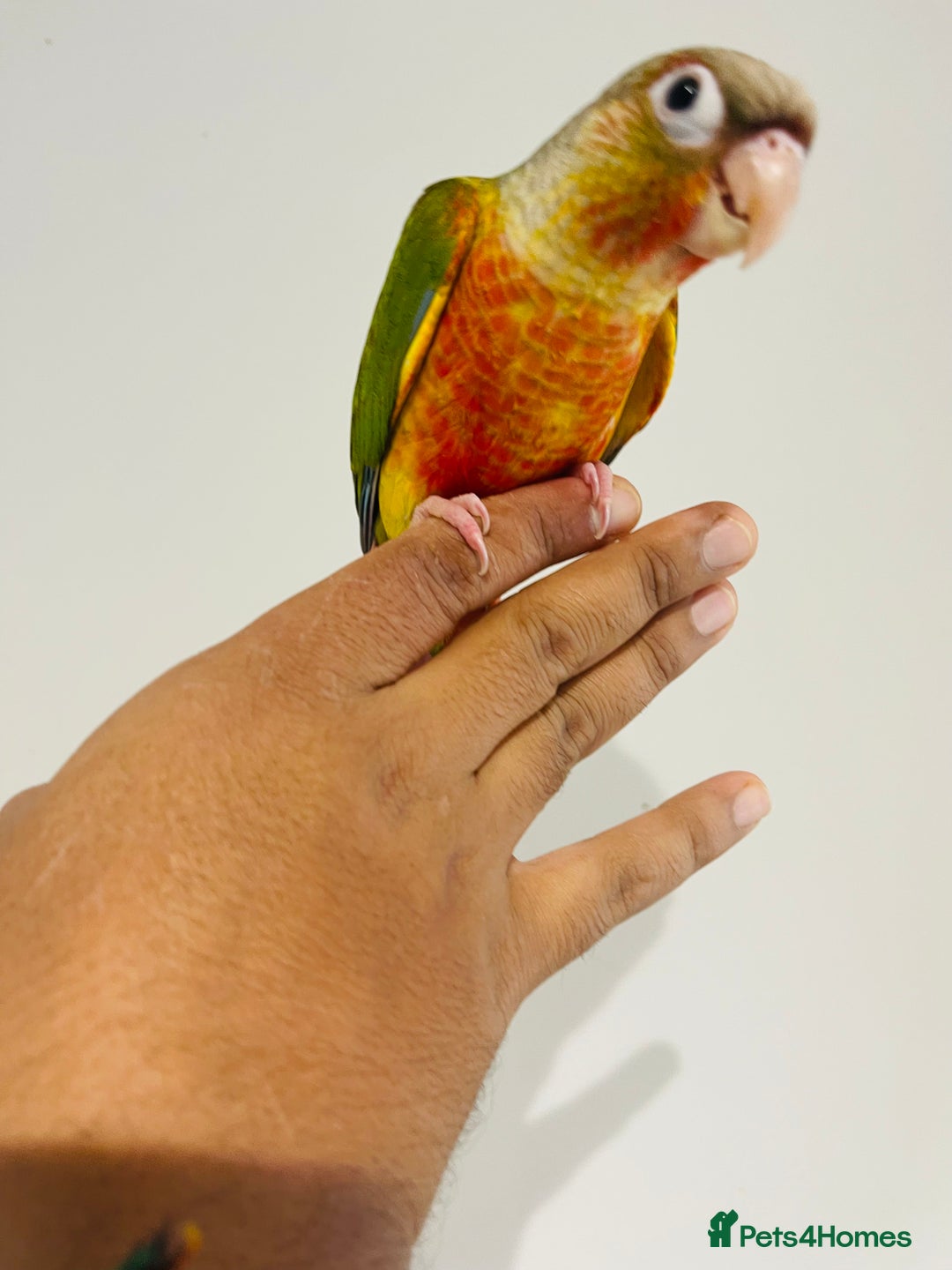 Conures birds for sale: Hand reared conures for sale - Image 10