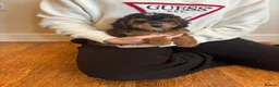 Cockapoo dogs for sale: Cockapoo puppies  - Advert 4