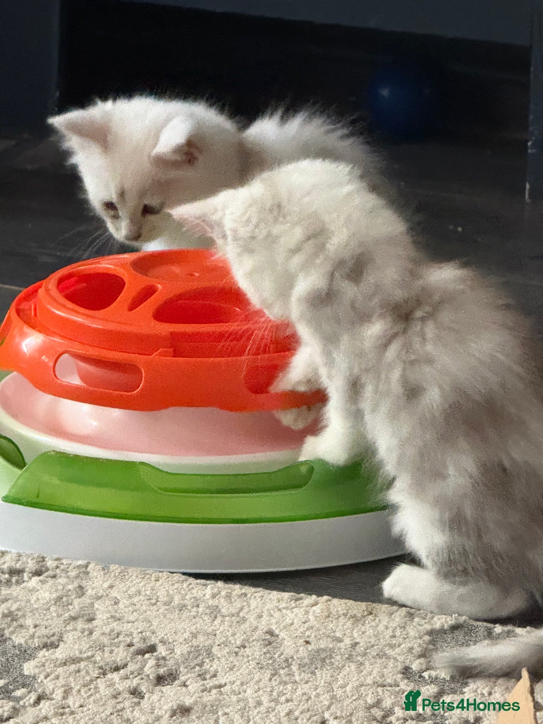 Maine Coon cats for sale: Outstanding Blue Silver Shaded Maine Coon Kittens - Image 20