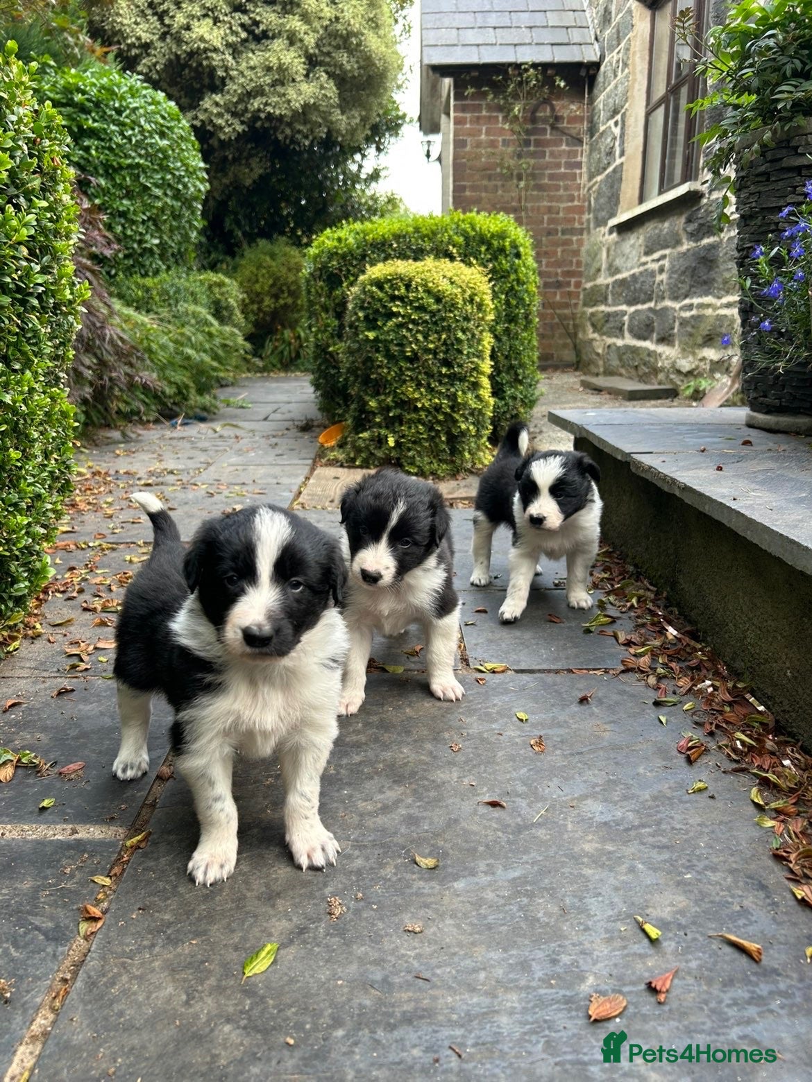Border Collie dogs Very Cute Fluffy Border Collie Pups - Advert 12