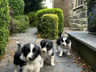 Border Collie dogs Very Cute Fluffy Border Collie Pups - Advert 2