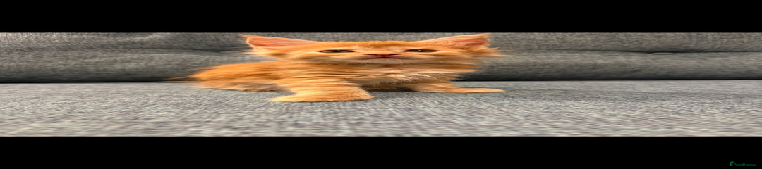 Maine Coon Kitten 7 green