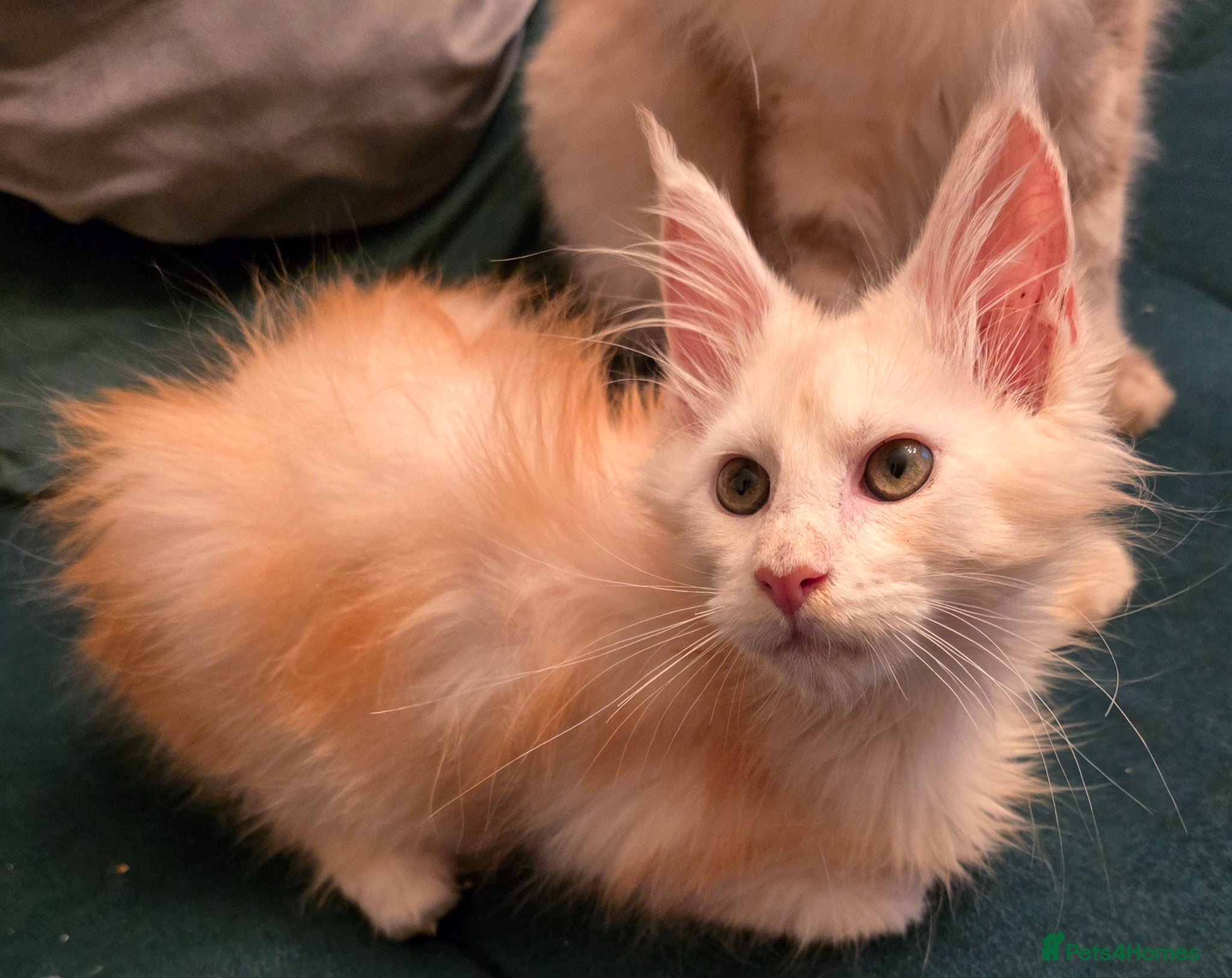 Maine Coon cats Ready now Maine Coon x2 boys - Advert 1