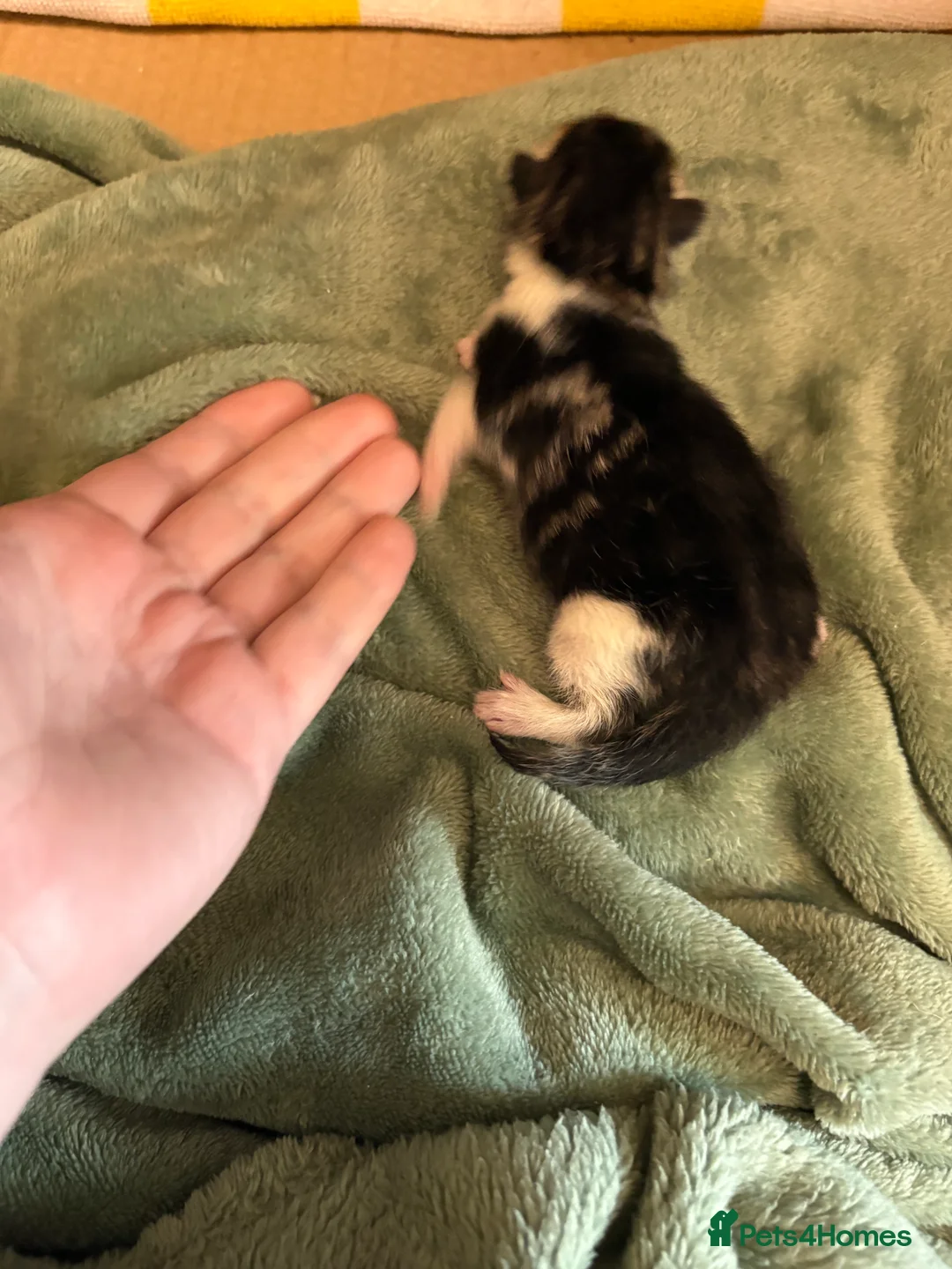 Mixed Breed cats for sale: Beautiful kittens in Basildon - Advert 18