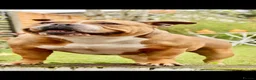 American Bully dogs for sale: American Pocket Bully’s  - Advert 11