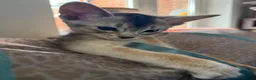 Abyssinian cats for sale: TICA Registered Abyssinian Kittens - Advert 4