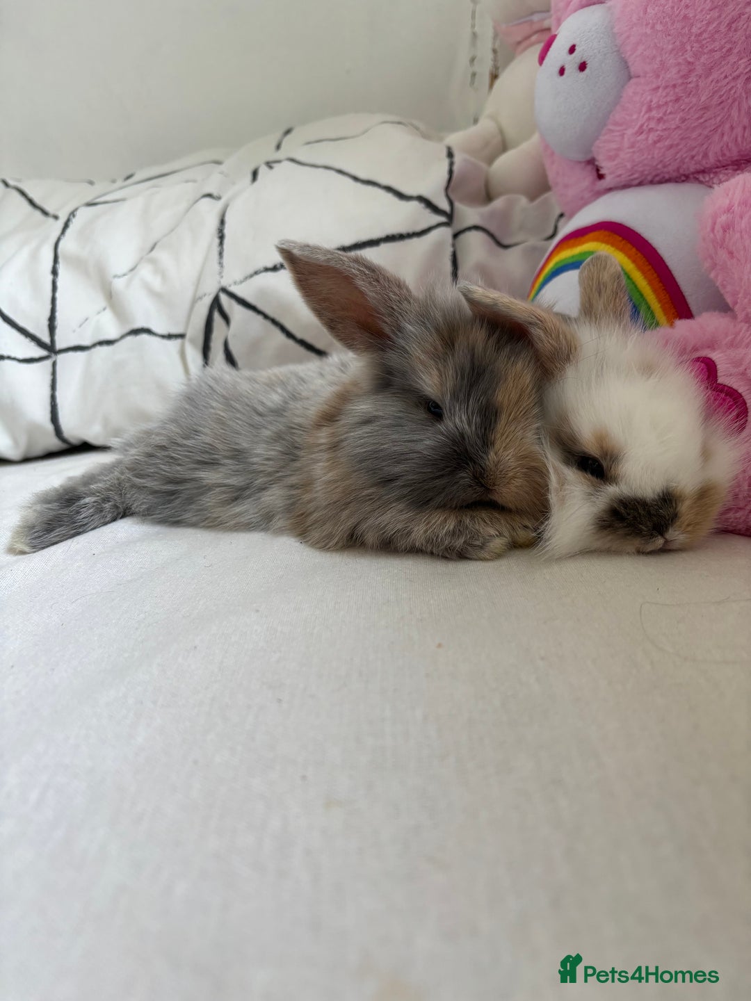 Netherland Dwarf rabbits for sale: Netherland Dwarf x Mini Lop baby bunnies - Image 2