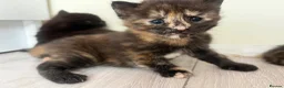 Maine Coon cats for sale: 5 Beautiful half Maine coon kittens  in Aldershot - Advert 36