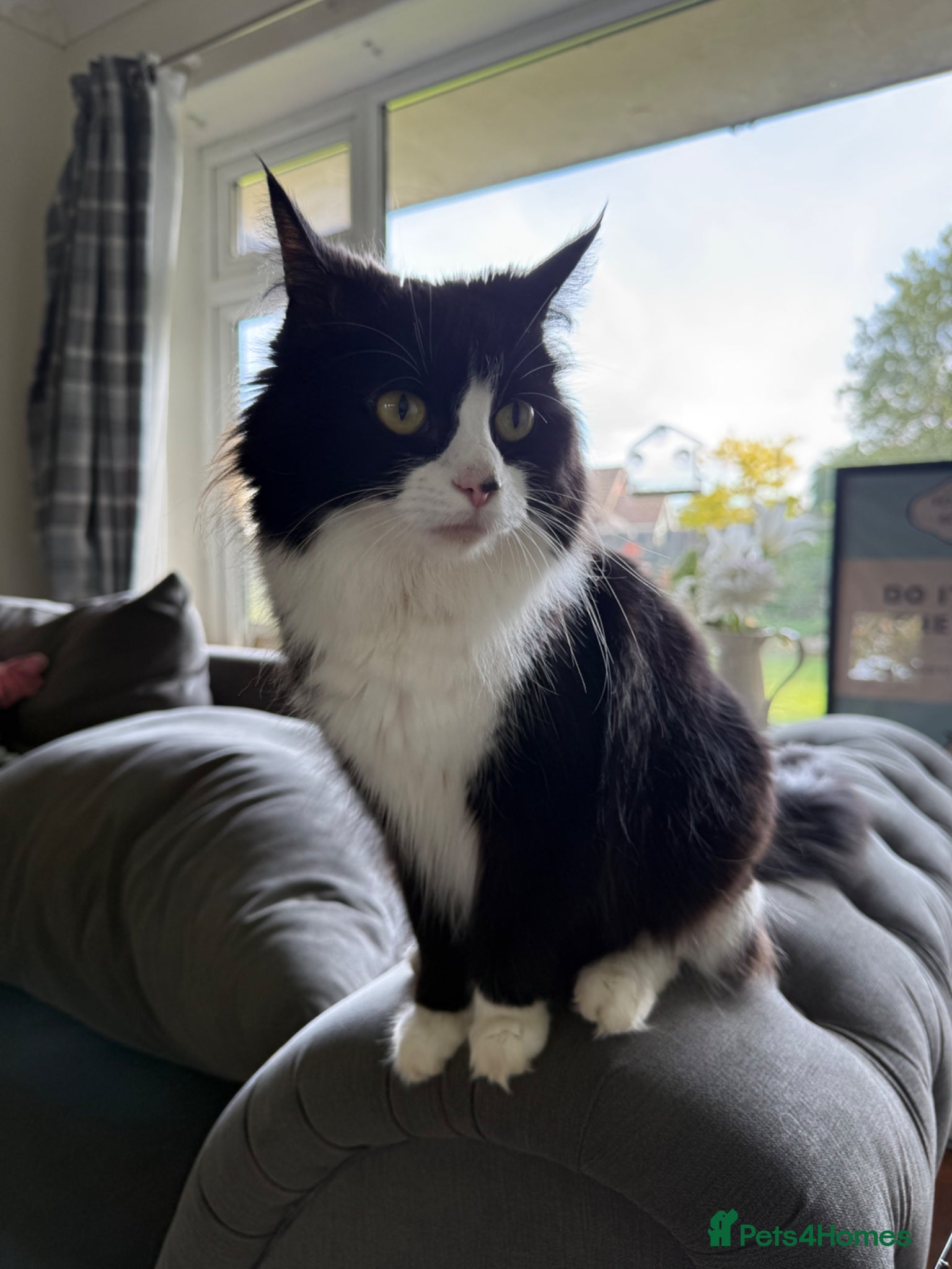 Mixed Breed cats Beautiful friendly kittens, mixed breed  - Advert 1