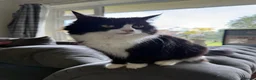 Mixed Breed cats for sale: Beautiful friendly kittens, mixed breed  - Advert 1