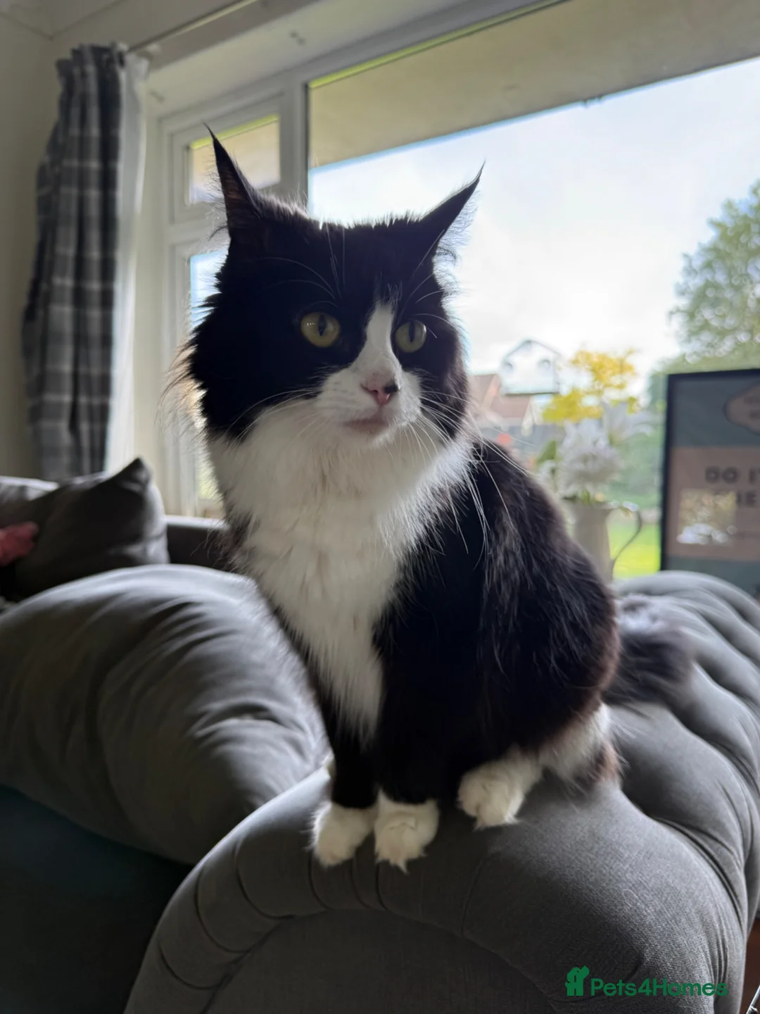 Mixed Breed cats for sale: Beautiful friendly kittens, mixed breed  - Advert 1