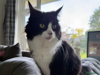 Mixed Breed cats Beautiful friendly kittens, mixed breed - Advert 2