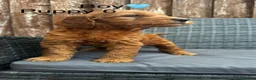 Goldendoodle dogs for sale: 🐾7 beautiful goldendoodles ready now🐾 - Advert 12