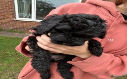 Cockapoo dogs for sale: Cockapoo pups - Image 34
