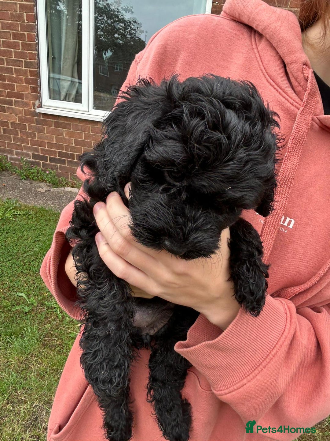 Cockapoo dogs for sale: Cockapoo pups - Image 34
