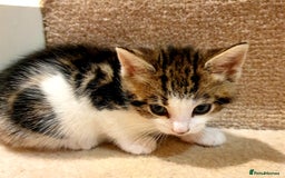 Mixed Breed cats for sale: Adorable trio of kittens  - Image 5