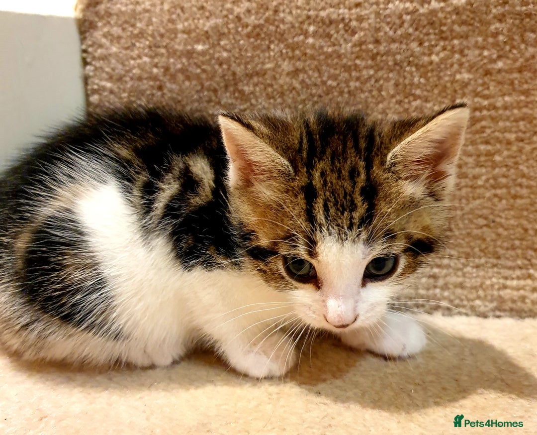 Mixed Breed cats for sale: Adorable trio of kittens  - Image 5