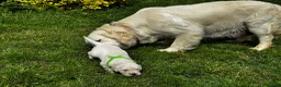 Golden Retriever dogs for sale: ⭐️ KC health tested golden retrievers ⭐️ - Advert 2