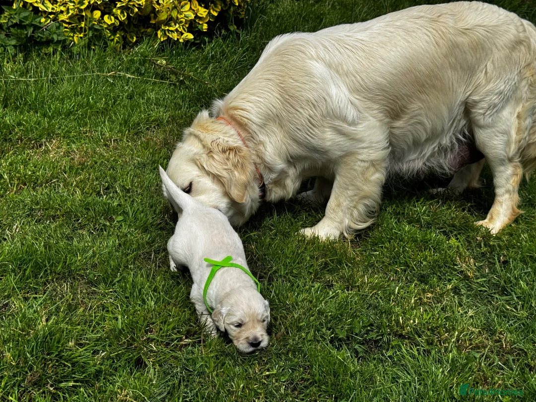Golden Retriever dogs for sale: ⭐️ KC health tested golden retrievers ⭐️ - Advert 2