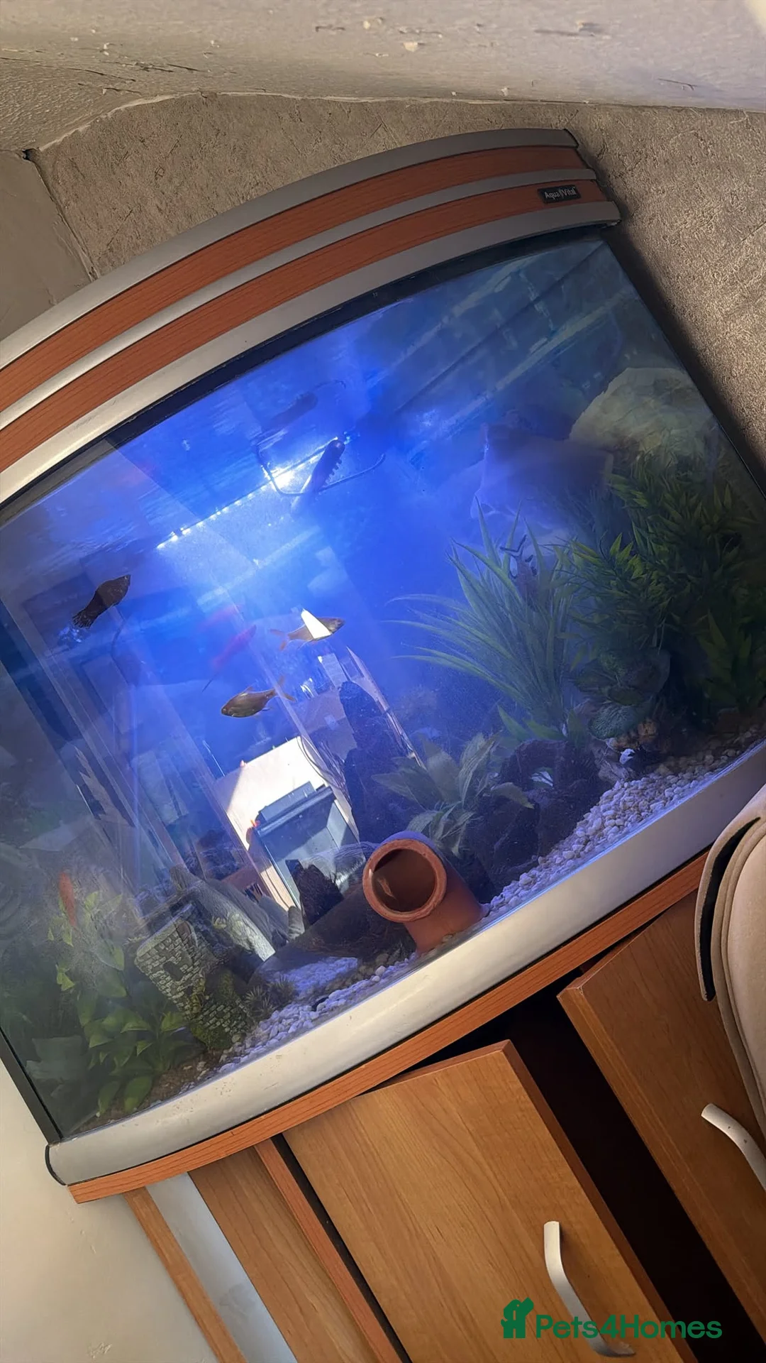 Plecos fish for sale: bristlenose plecos in Rochdale - Advert 2