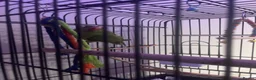 Ringnecks birds for sale: Indian Ringneck parakeet  in Dudley - Advert 3