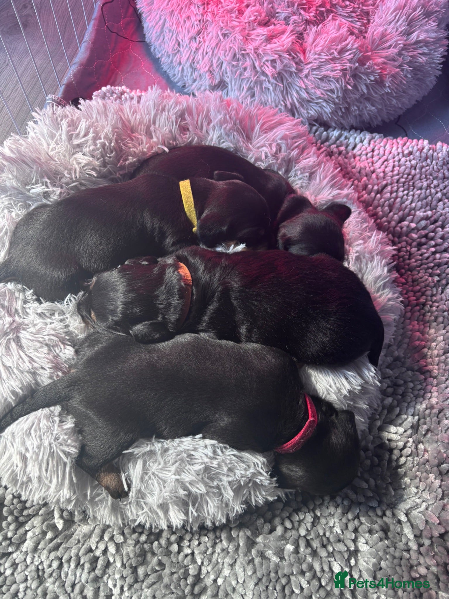 Dachshund dogs 4 x standard Black and Tan female Dachshund  - Advert 16