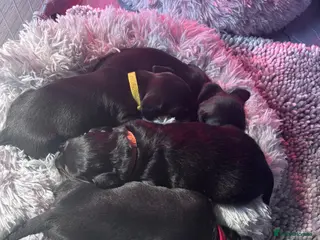 Dachshund dogs 4 x standard Black and Tan female Dachshund - Advert 1