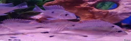 Other/Mixed Breed fish for sale: Manchester Pet's and Aquatics - Full Stock List - Advert 1