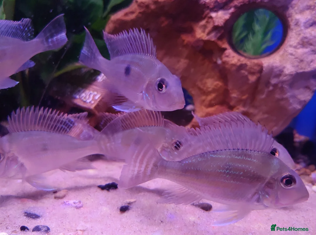 Other/Mixed Breed fish for sale: Manchester Pet's and Aquatics - Full Stock List - Advert 1