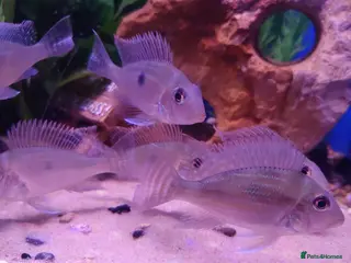 Other/Mixed Breed fish Manchester Pet's and Aquatics - Full Stock List - Advert 1