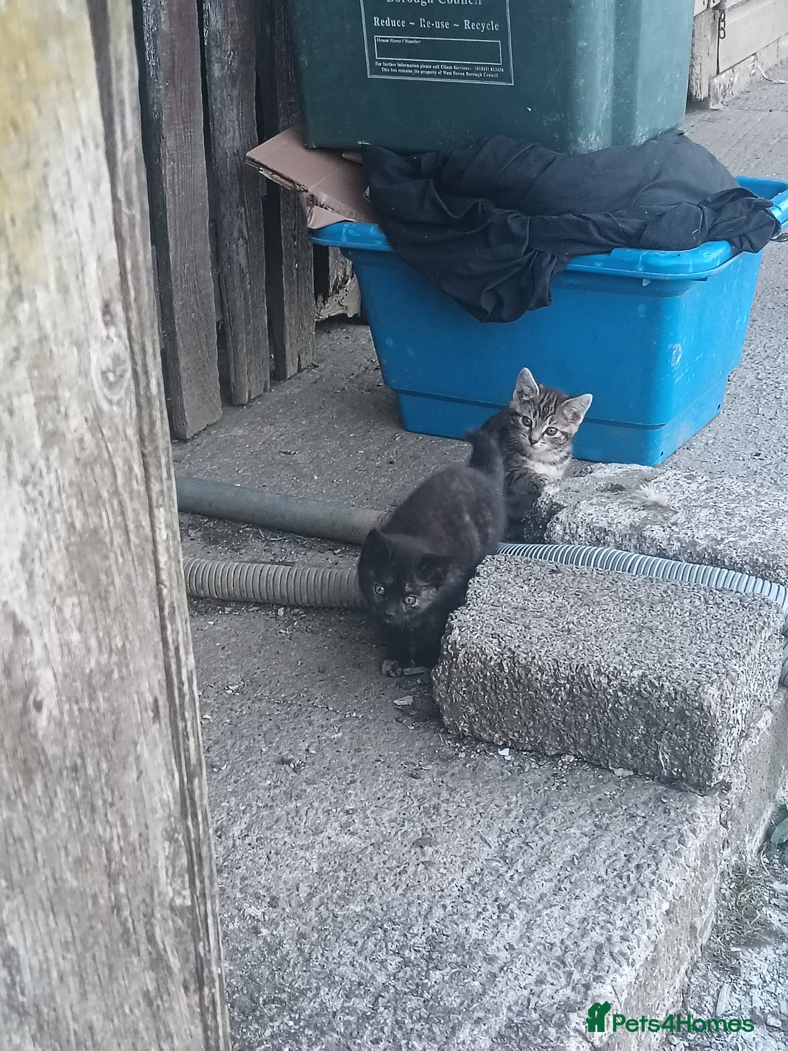 Domestic Shorthair cats for sale: Lovely kittens  - Advert 2