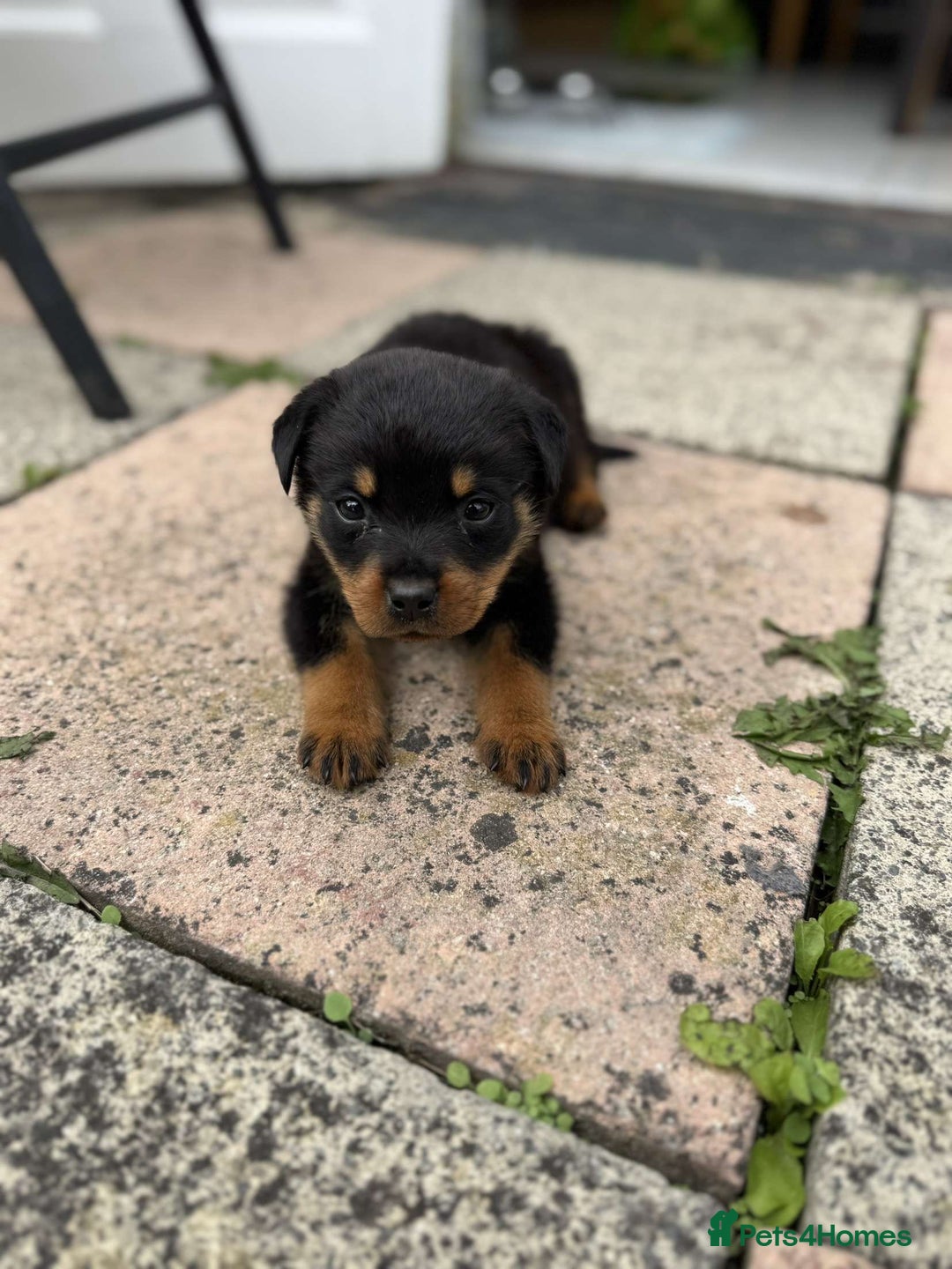 Rottweiler dogs for sale: 🐾 Adorable Rottweiler Puppy for Sale  🐾 - Image 4