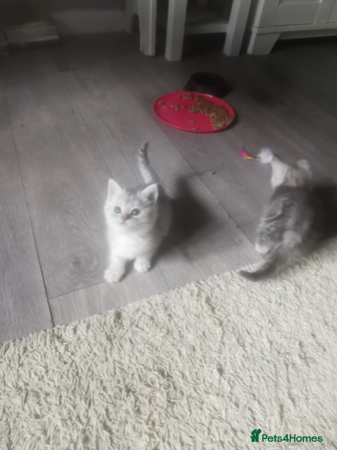 Persian cats for sale: Beautiful  silver shaded chinchilla Persian x bsh - Image 8