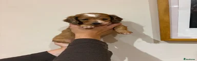 Dachshund Puppy 5