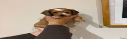 Dachshund dogs for sale: Long Haired Dachshund 🐾  - Advert 8