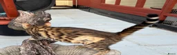 Bengal cats for sale: Female SBT Bengal kitten - Advert 3