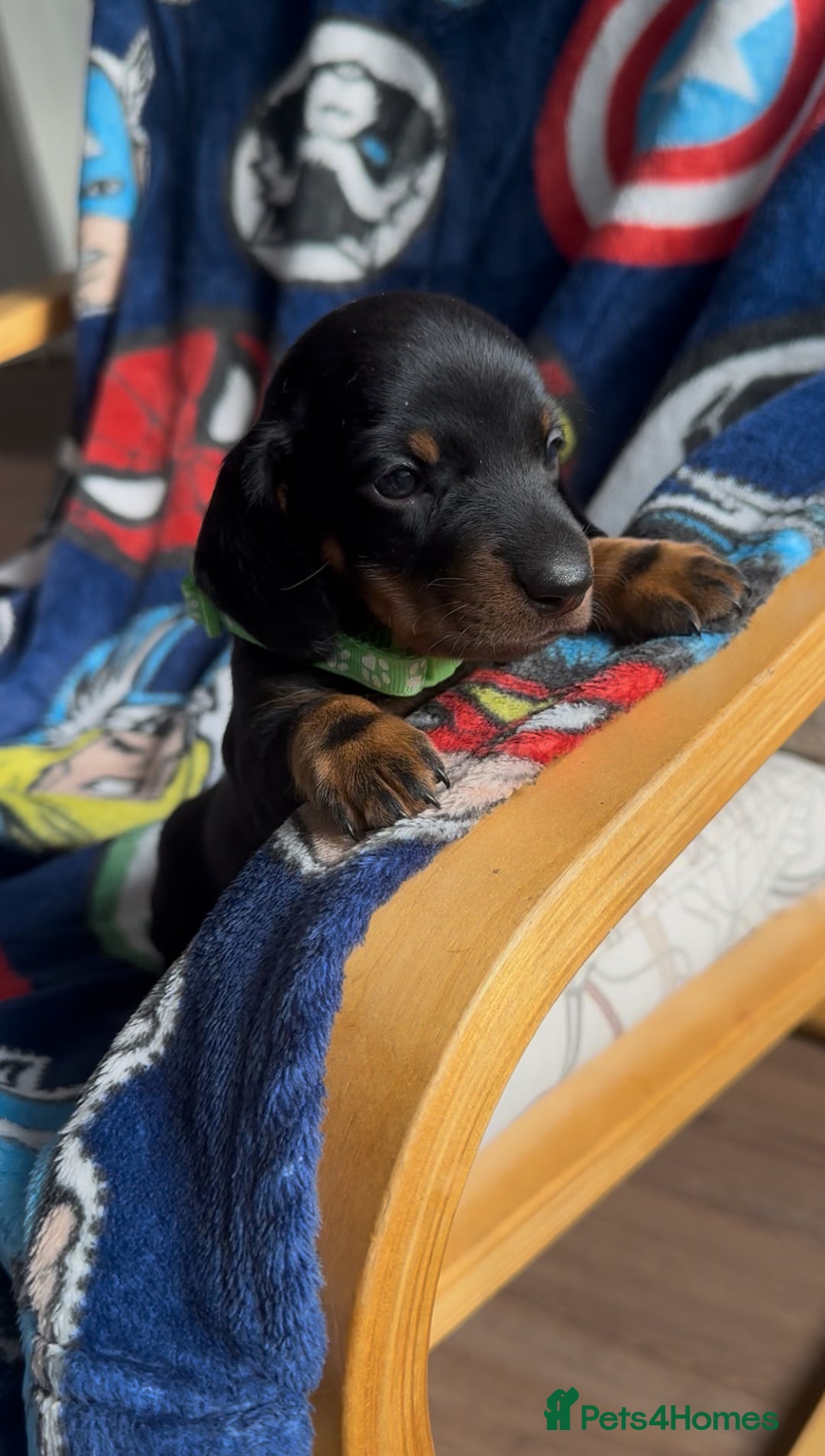 Miniature Dachshund dogs for sale: Adorable Black and Tan boy miniature dachshund - Image 2