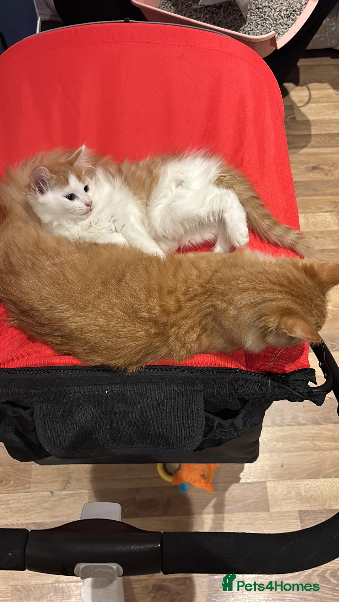 Domestic Shorthair cats for sale: UPDATE 2nd February 1 ginger and white boy left - Advert 29
