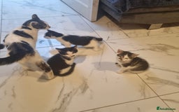 Domestic Shorthair cats for sale: 4 lovely kittens ready to join a new family - Image 2