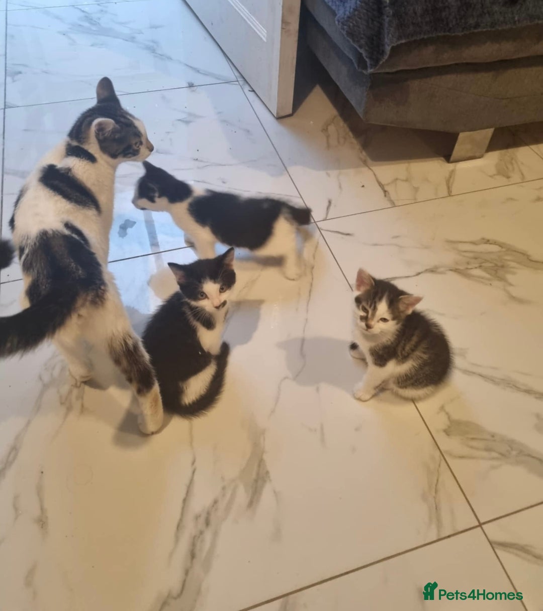 Domestic Shorthair cats for sale: 4 lovely kittens ready to join a new family - Image 2