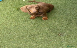 Miniature Dachshund dogs for sale: Beautiful Miniature Dachshuhds available  in Grays - Image 21