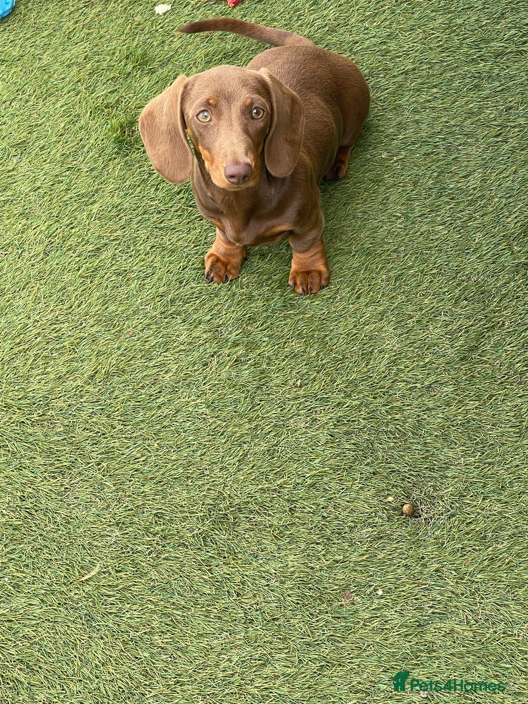 Miniature Dachshund dogs for sale: Beautiful Miniature Dachshuhds available  in Grays - Image 21
