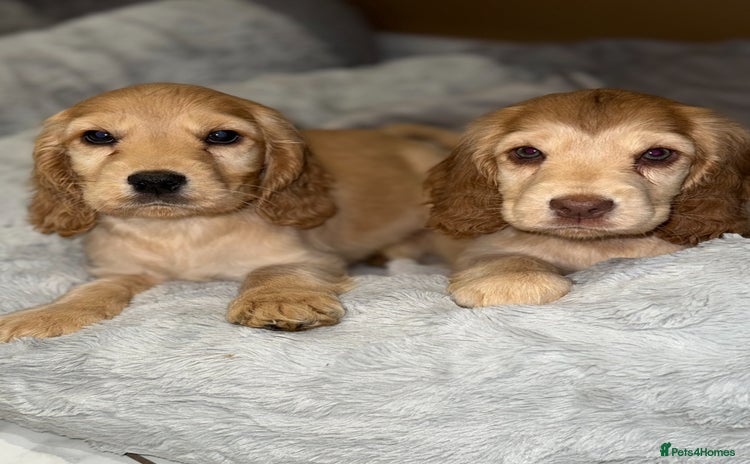 Cocker Spaniel dogs - Advert 3