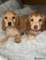 Cocker Spaniel dogs - Advert 3