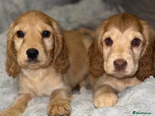 Cocker Spaniel dogs - Advert 1