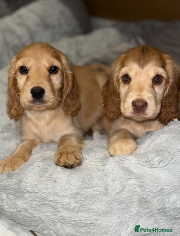 Cocker Spaniel dogs - Advert 4