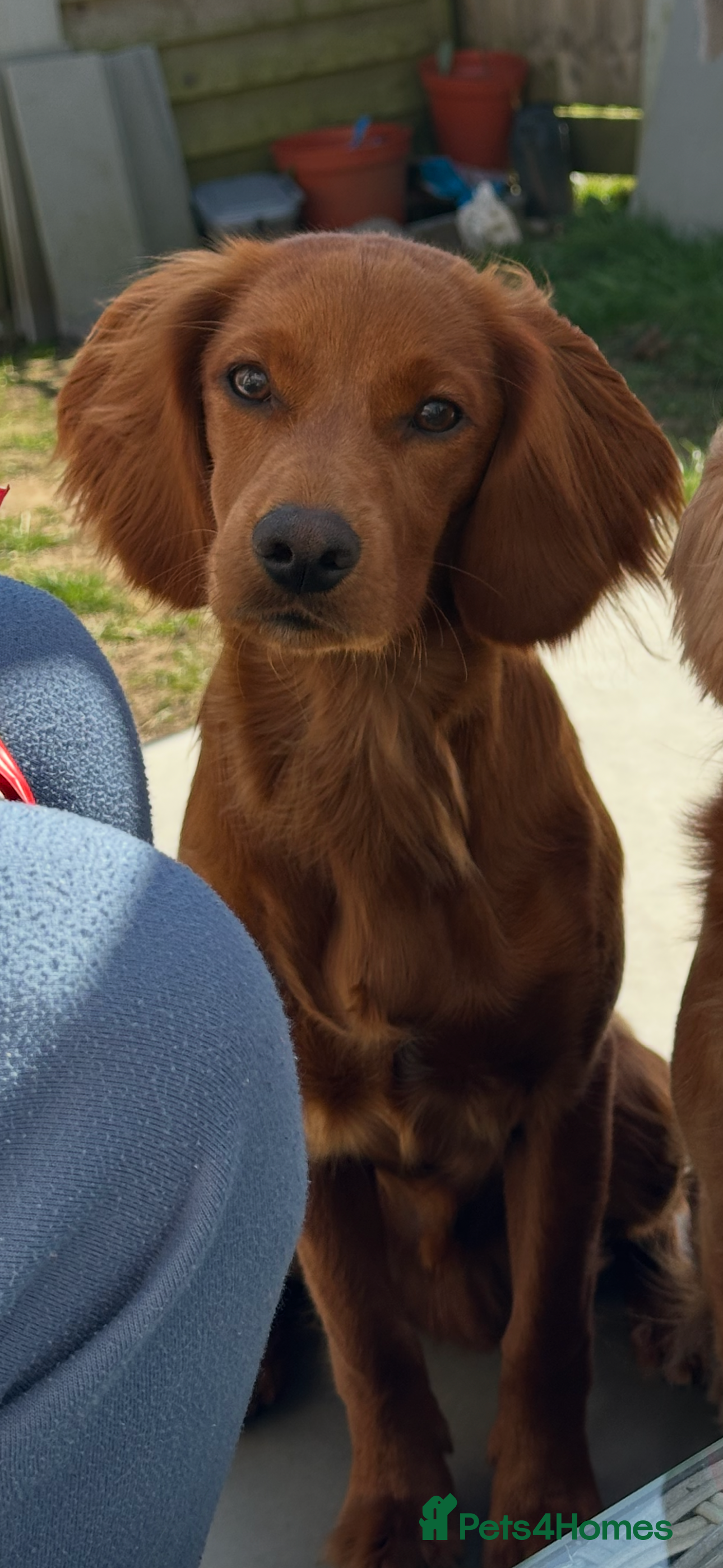 Mixed Breed dogs Red cocker spaniel cross available for stud ! - Advert 1