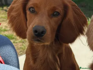 Mixed Breed dogs Red cocker spaniel cross available for stud ! - Advert 23